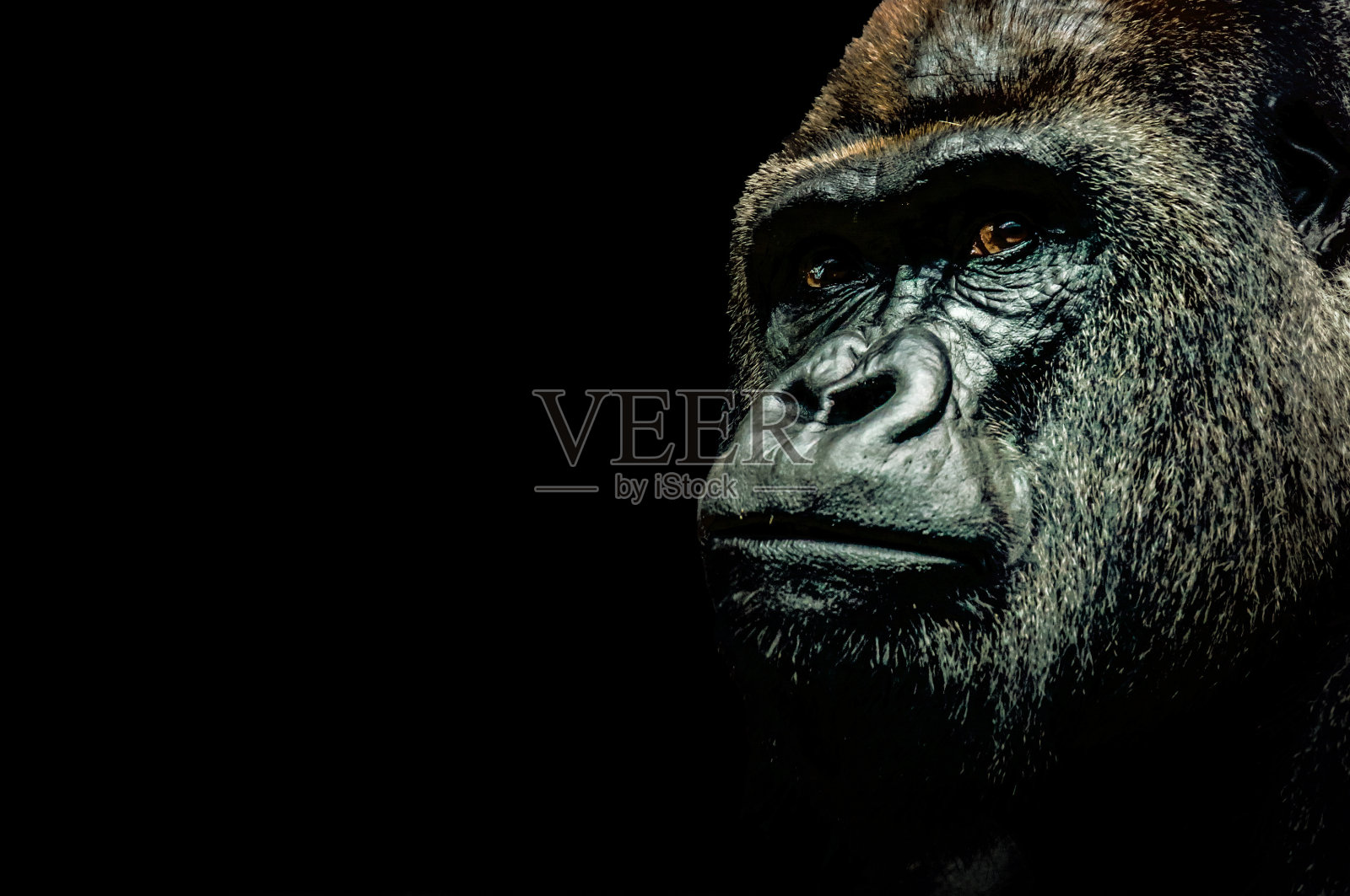 大猩猩的肖像照片摄影图片