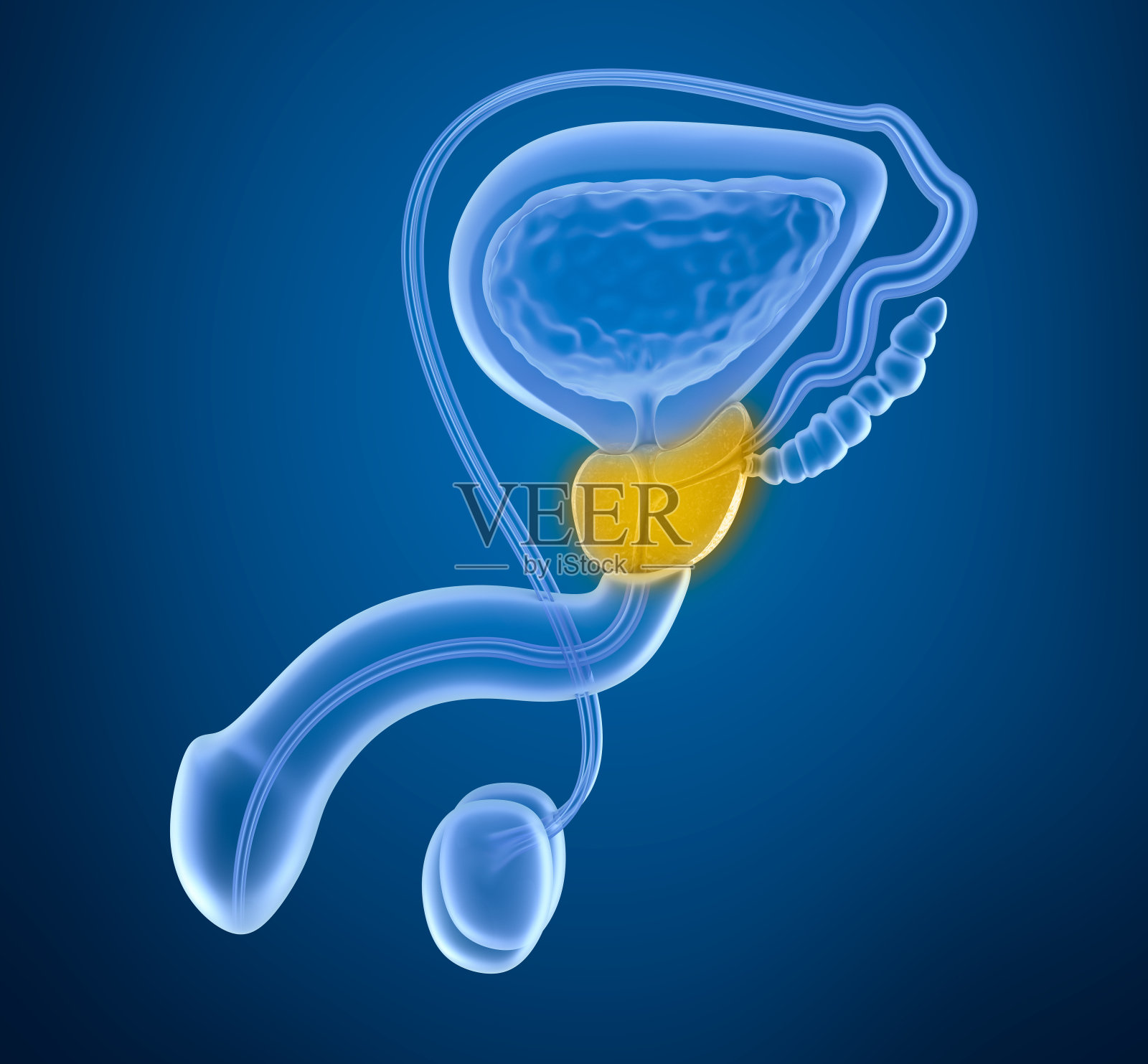 前列腺和男性生殖系统照片摄影图片