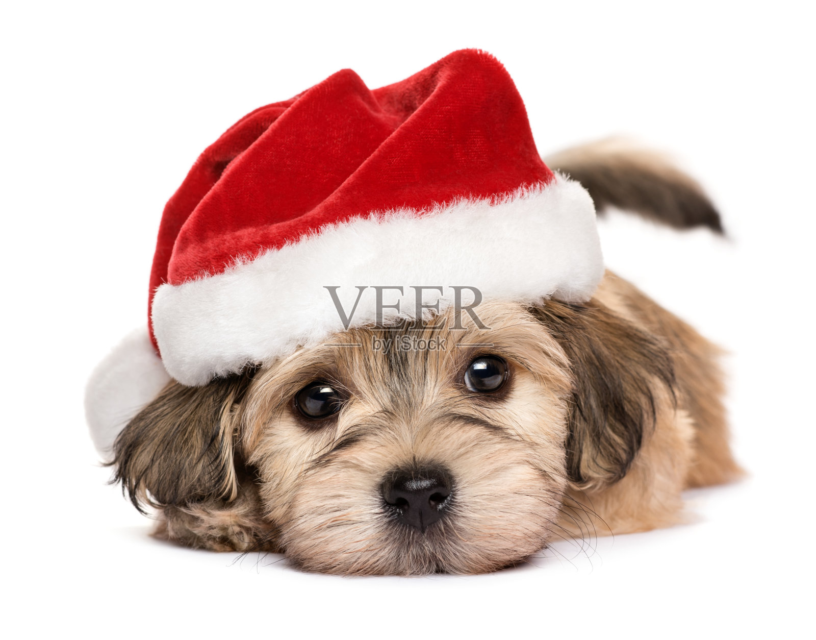 一个可爱的圣诞躺小狗的特写照片摄影图片