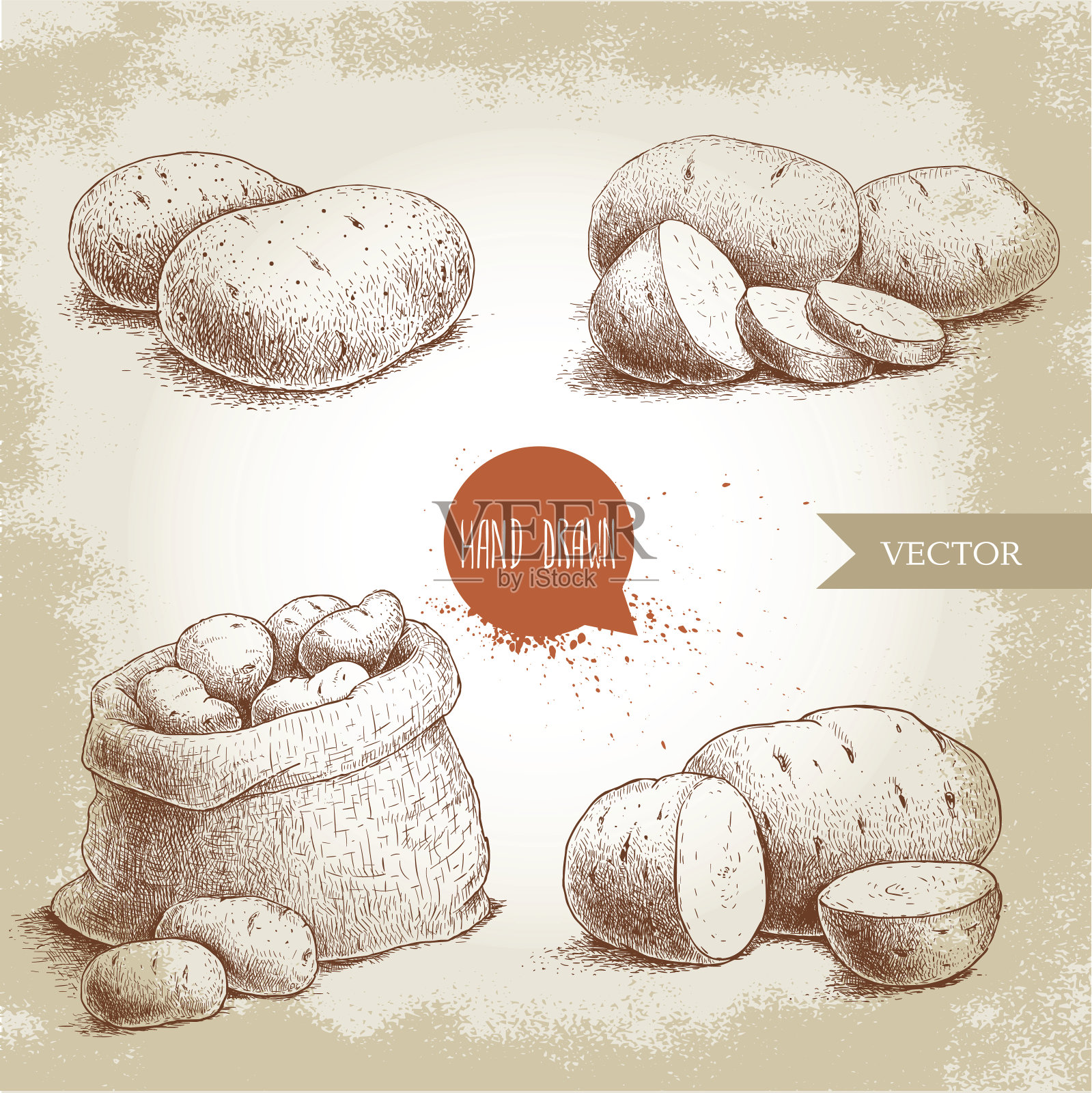 手绘素描风格集插图的成熟的土豆。插画图片素材