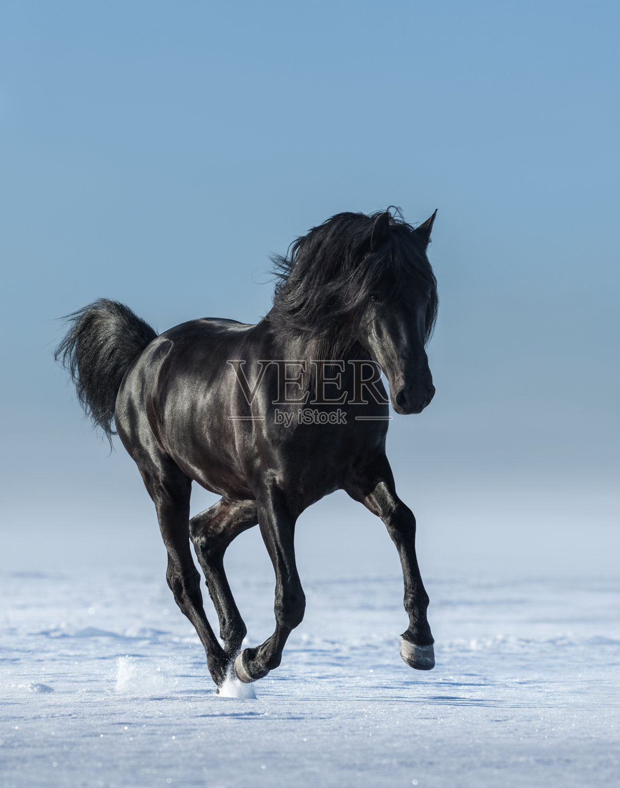 冬天的野地里有匹自由的黑马。照片摄影图片