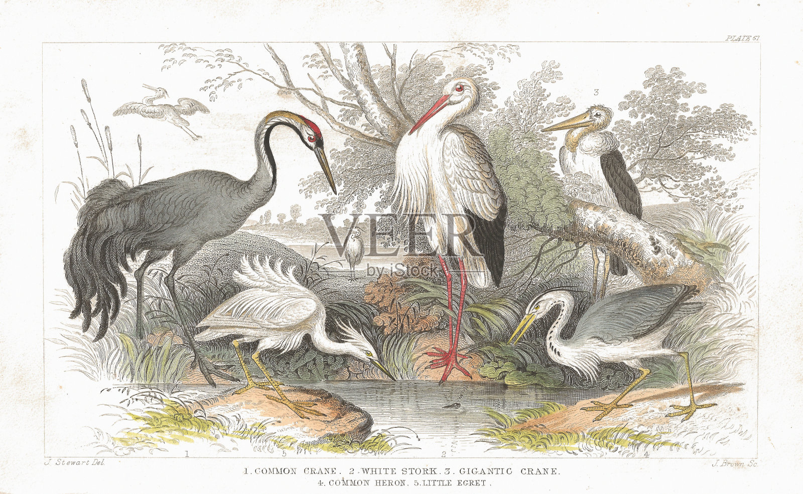 鹳，鹤和苍鹭老平版印刷从1852年插画图片素材