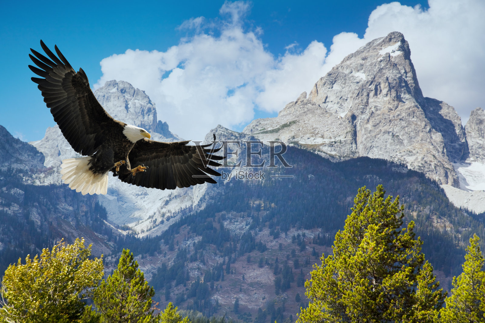 美国秃鹰俯冲下来，雄伟的大提顿山脉照片摄影图片