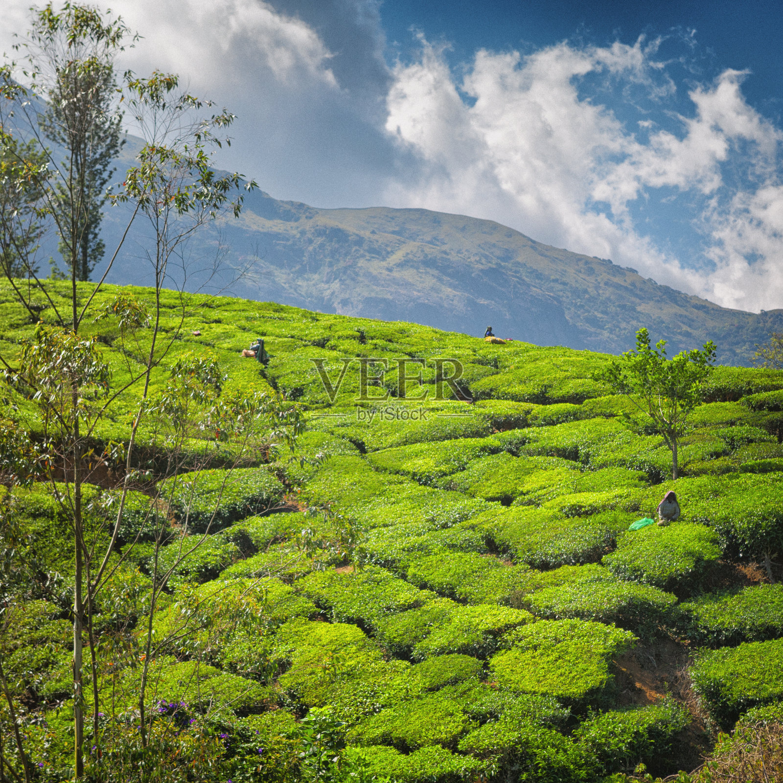 印度芒纳种植园的采茶人照片摄影图片