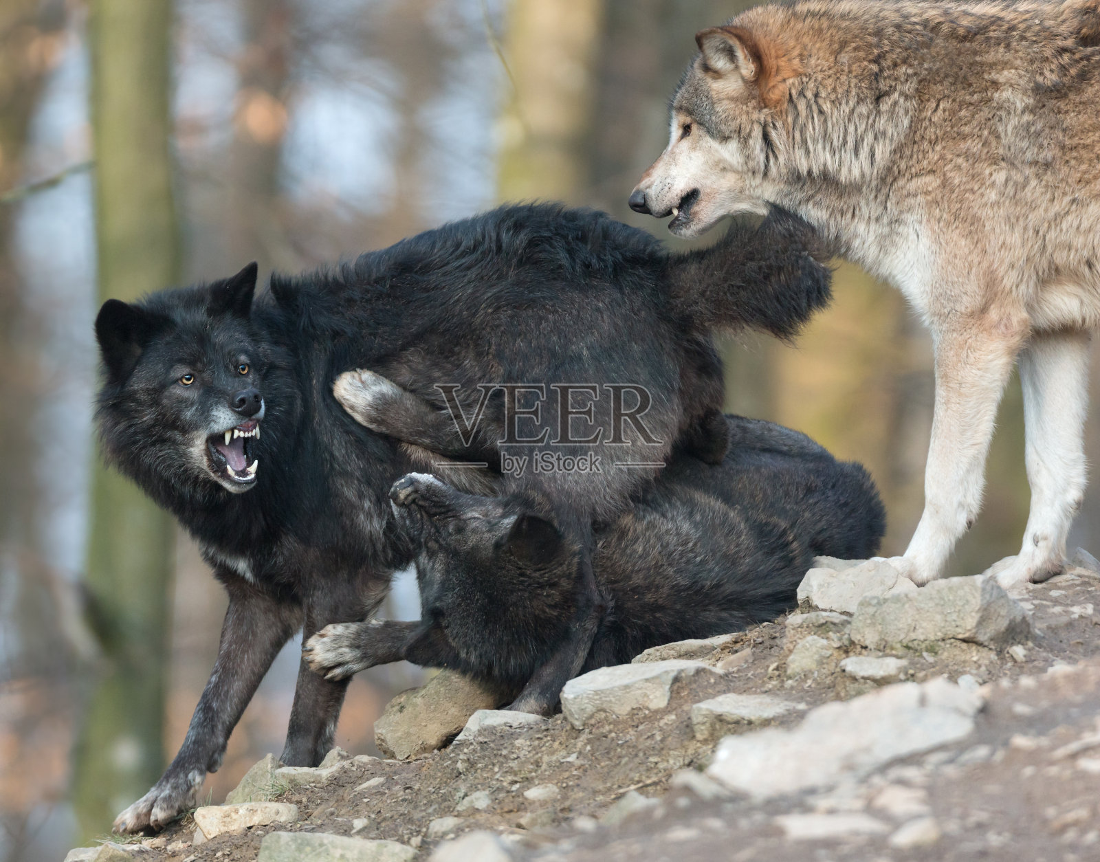 黑狼战斗照片摄影图片