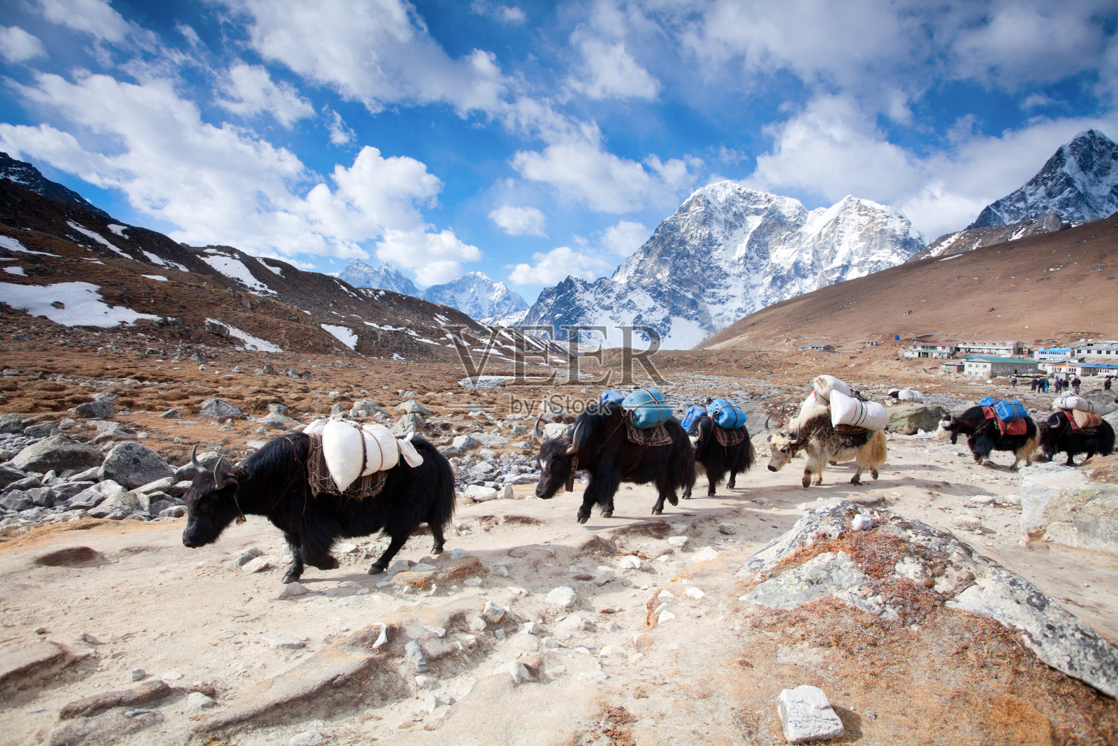 喜马拉雅山上的牦牛商队照片摄影图片