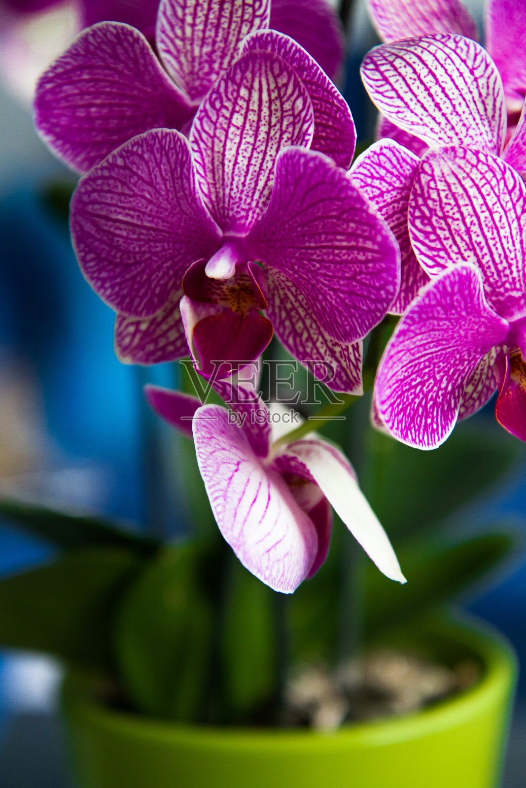 美丽的紫色兰花照片摄影图片