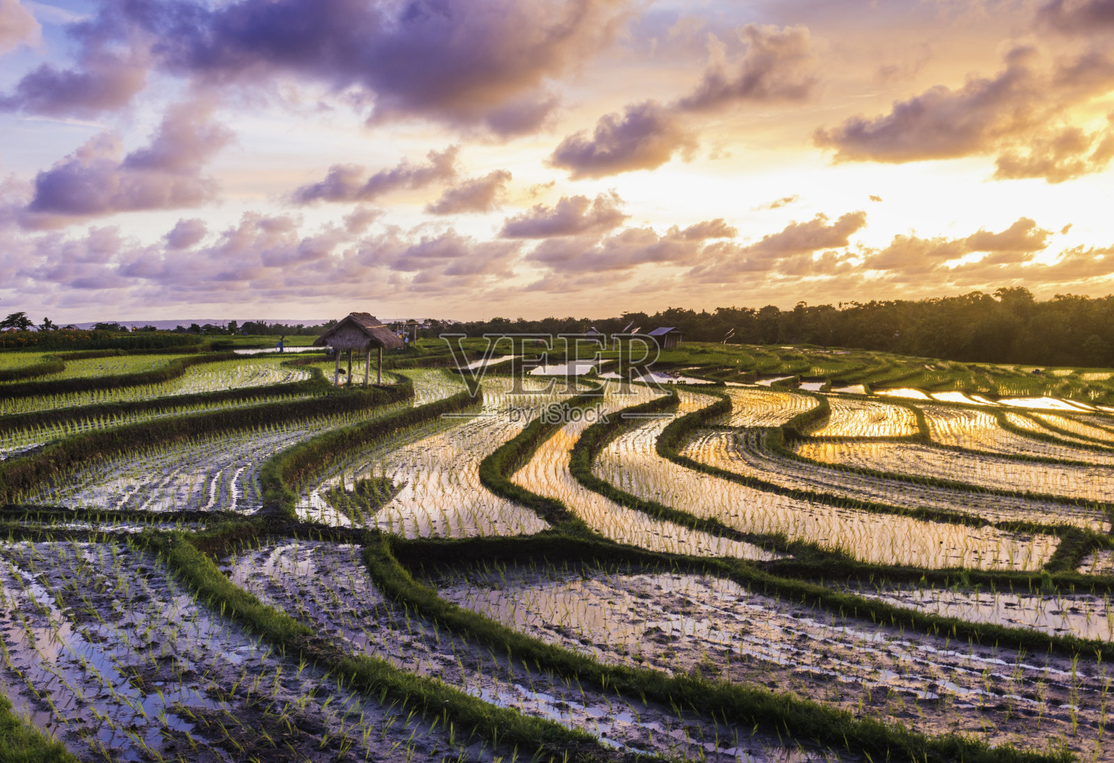 印度尼西亚巴厘岛稻田上的日落照片摄影图片