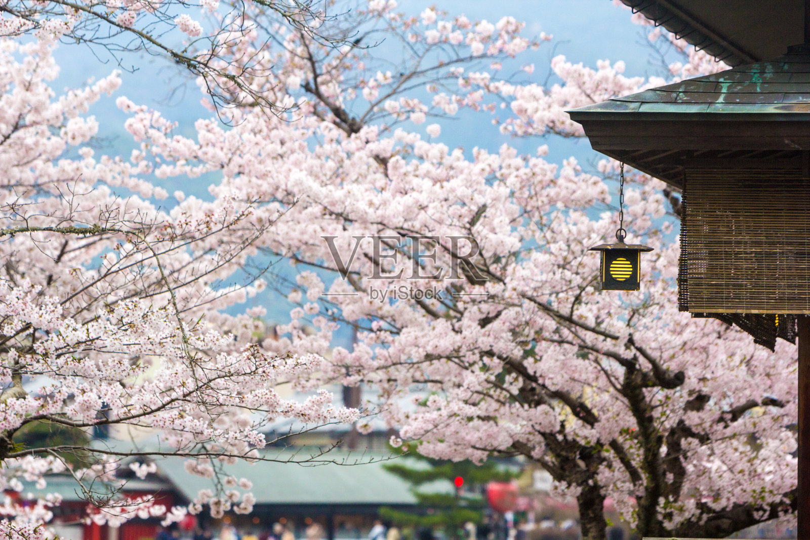 日本京都的岚山公园照片摄影图片