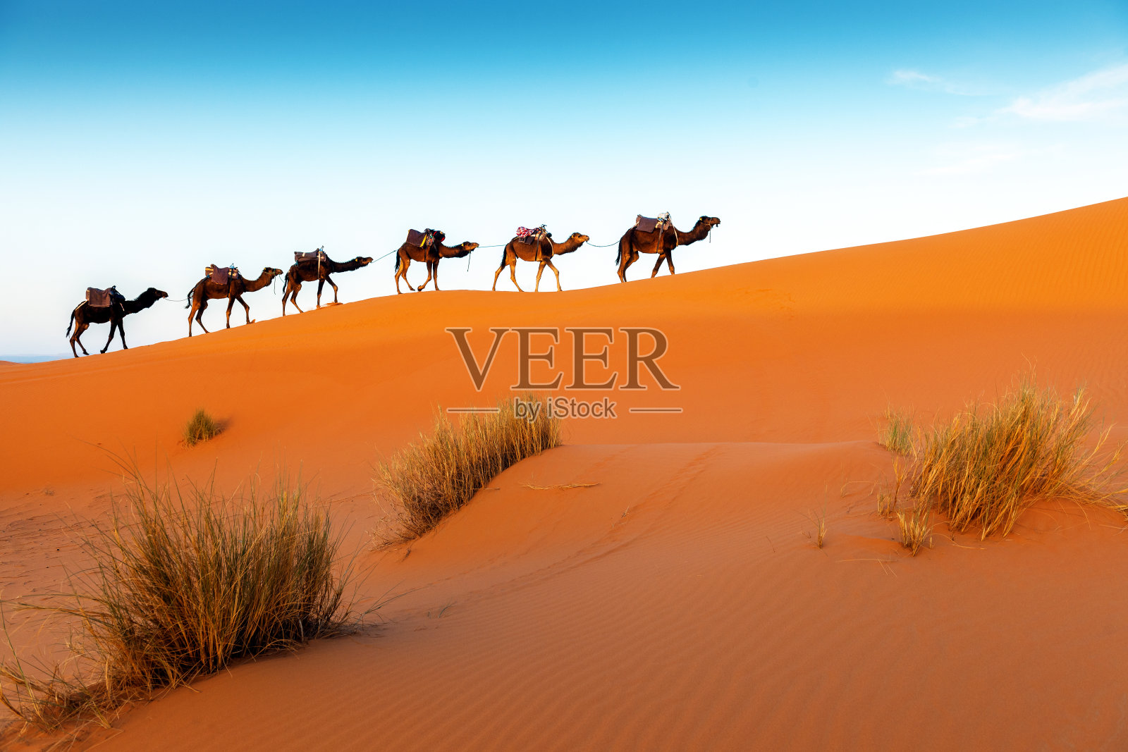 骆驼在一系列步行，厄格切比，摩洛哥照片摄影图片