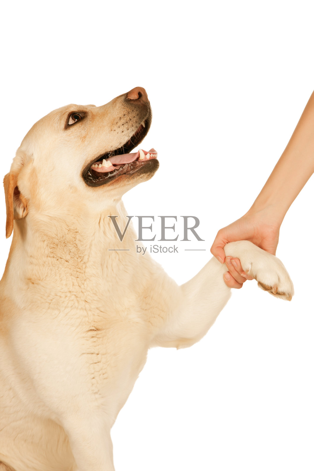 狗爪子和人的手做着握手 库存照片. 图片 包括有 夹住, 宠物, 逗人喜爱, 感觉, 现有量, 统一性, 哺乳动物 - 41468016