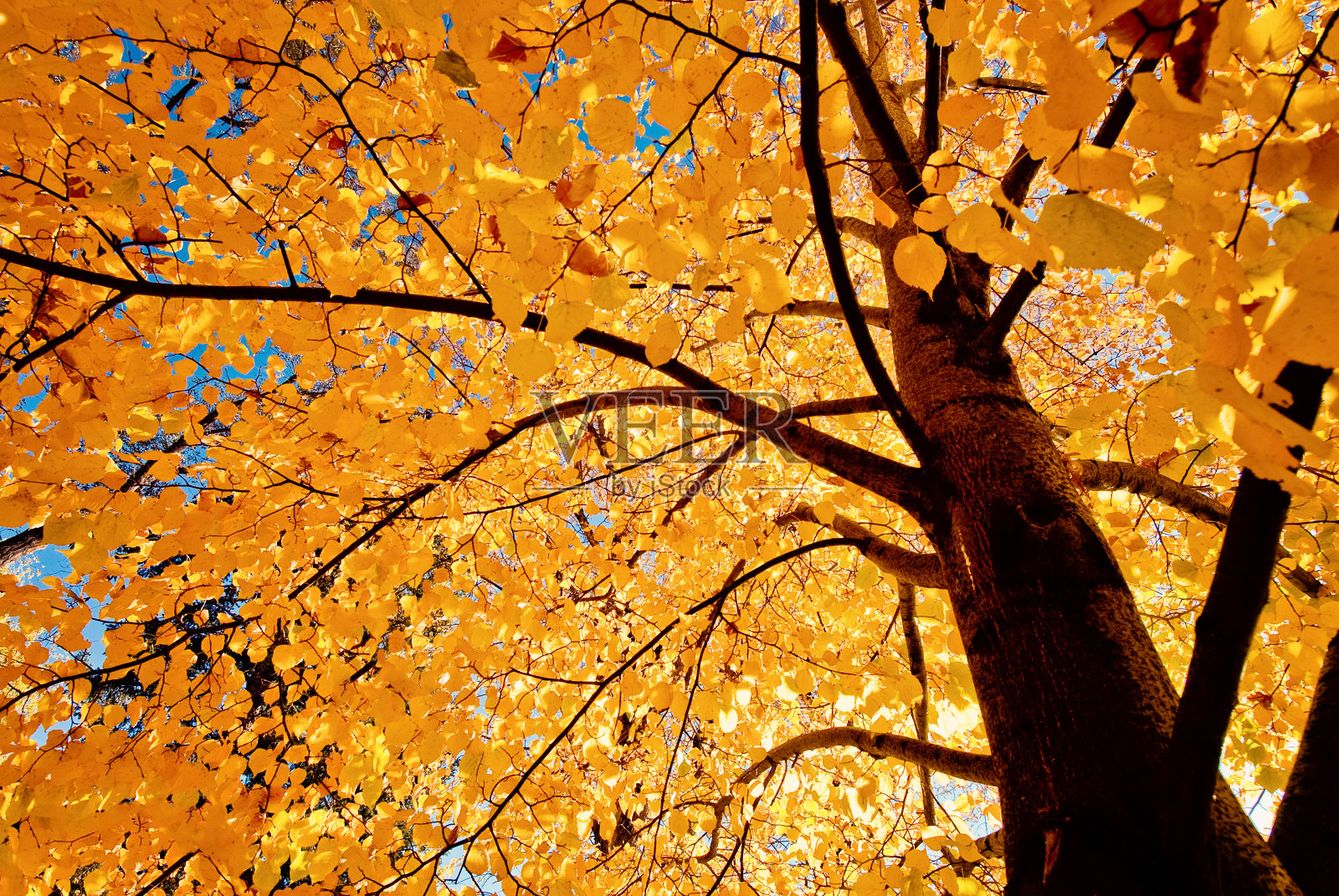秋天的树-秋天森林向上看照片摄影图片