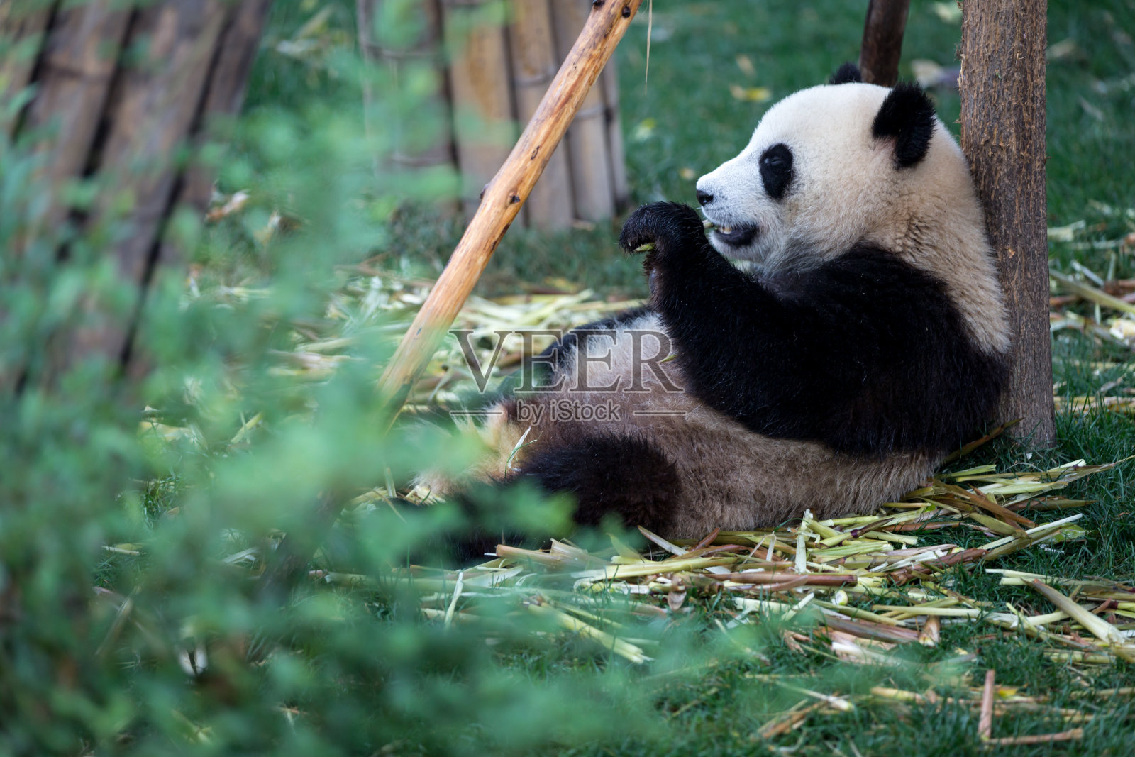 大熊猫吃竹子照片摄影图片