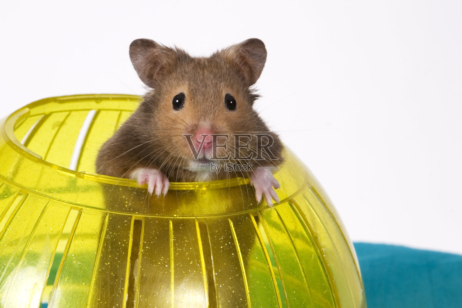 仓鼠从黄色的球里跳出来照片摄影图片