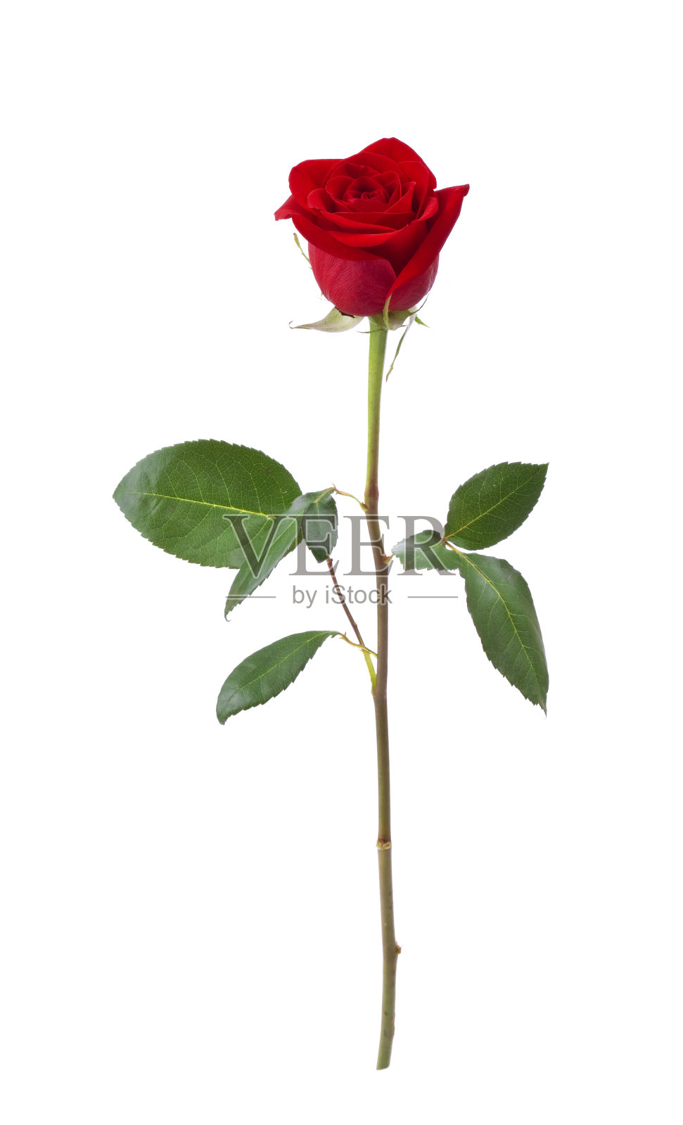 红玫瑰(XL)照片摄影图片