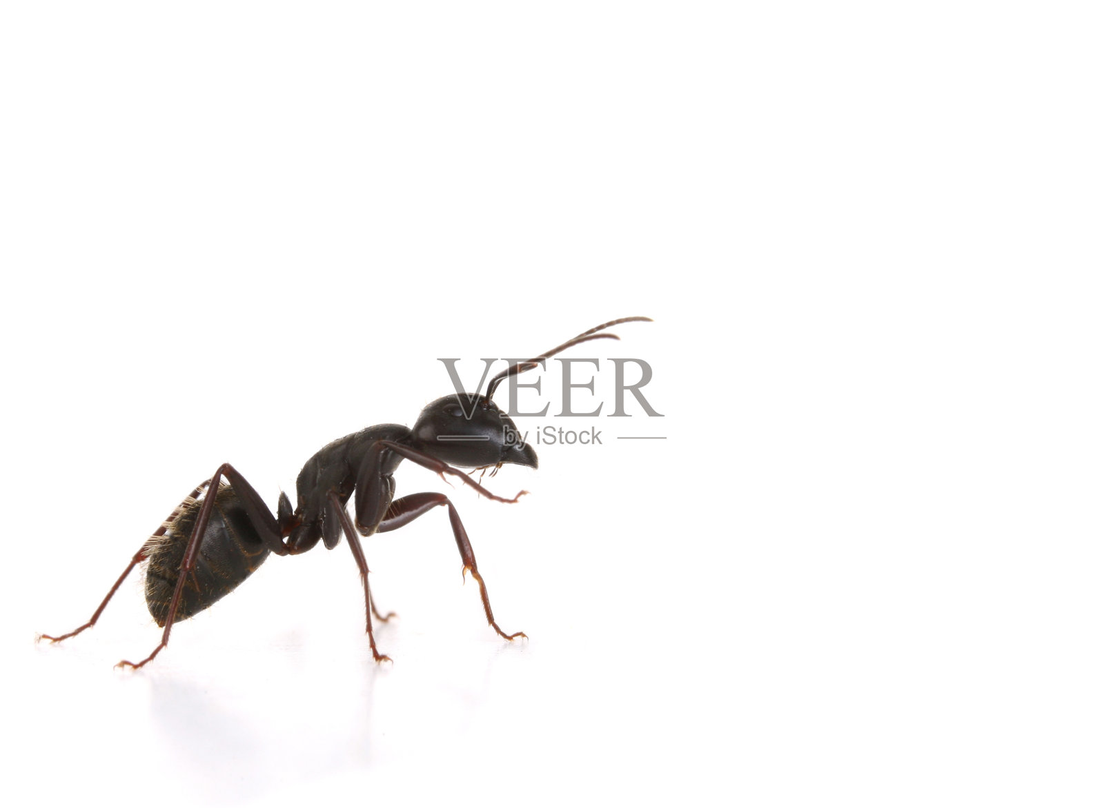 黑蚂蚁-宏照片摄影图片