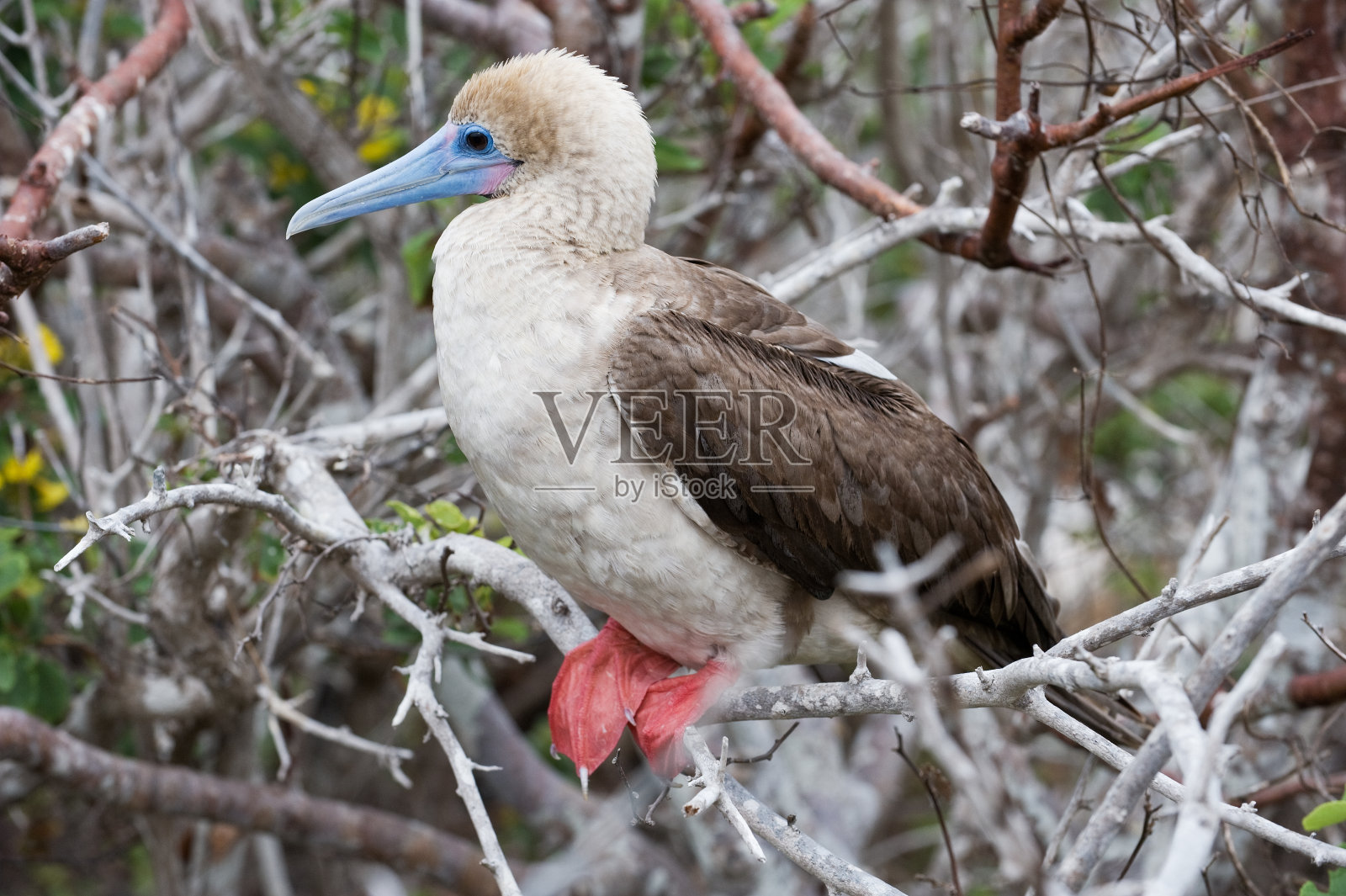 加拉帕戈斯群岛的红脚鲣鸟照片摄影图片