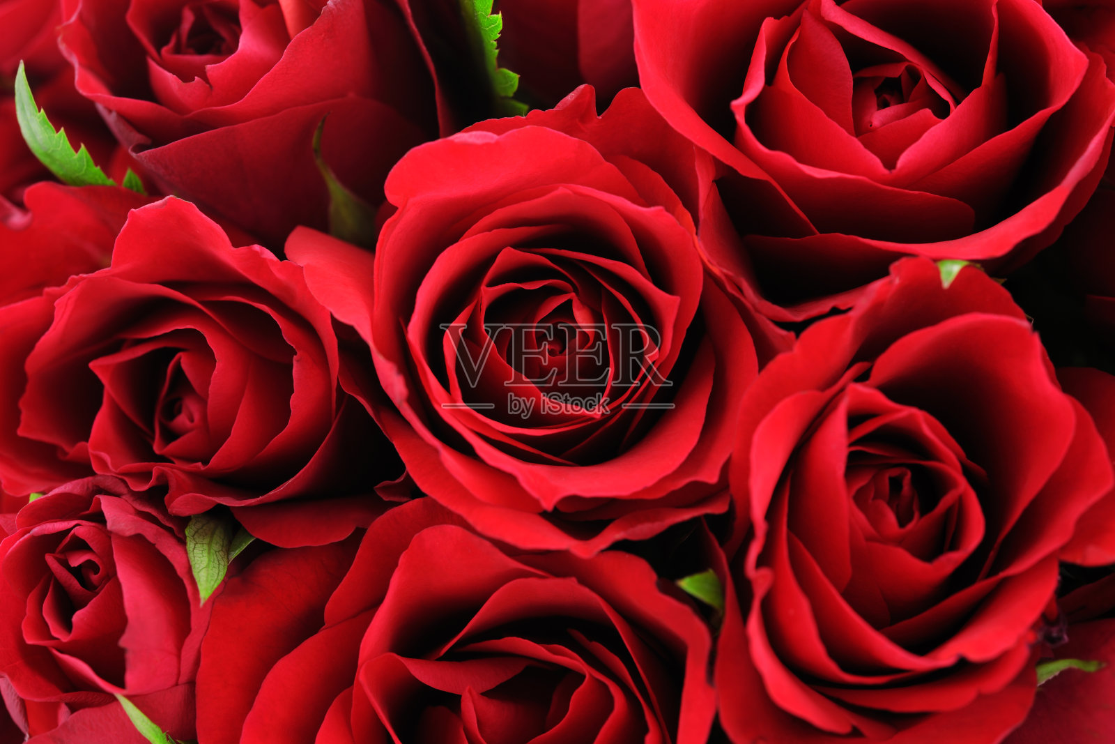 红野玫瑰背景照片摄影图片