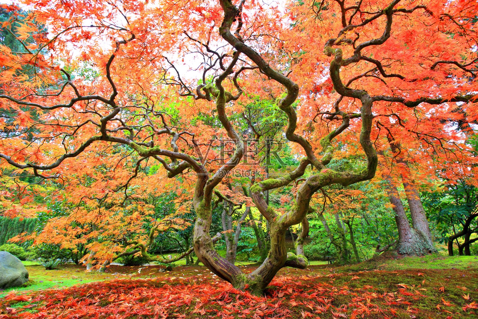 秋天的日本枫树照片摄影图片