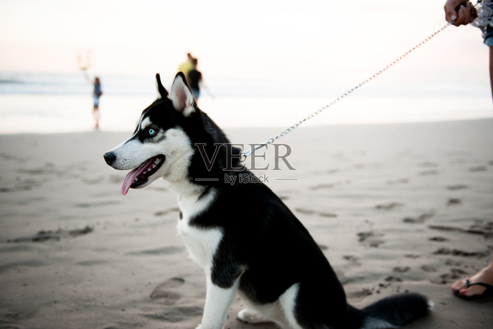 海滩上的狗照片摄影图片