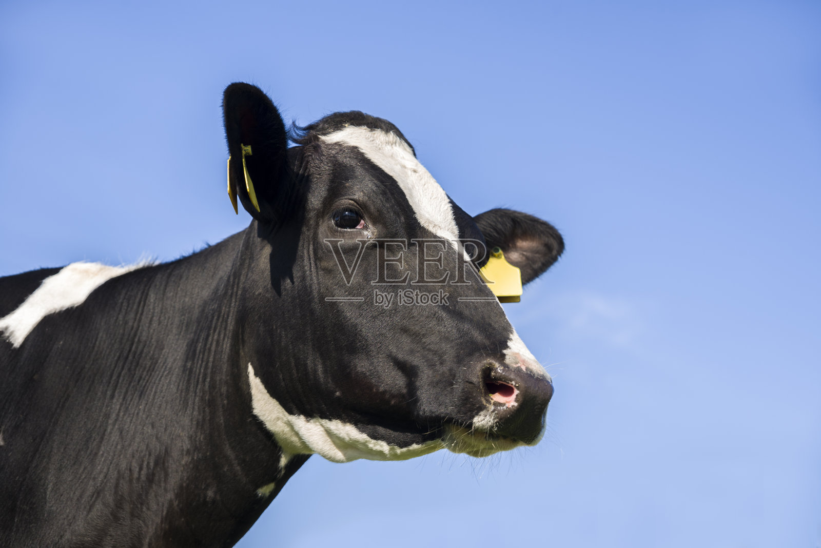 蓝天下黑白奶牛照片摄影图片