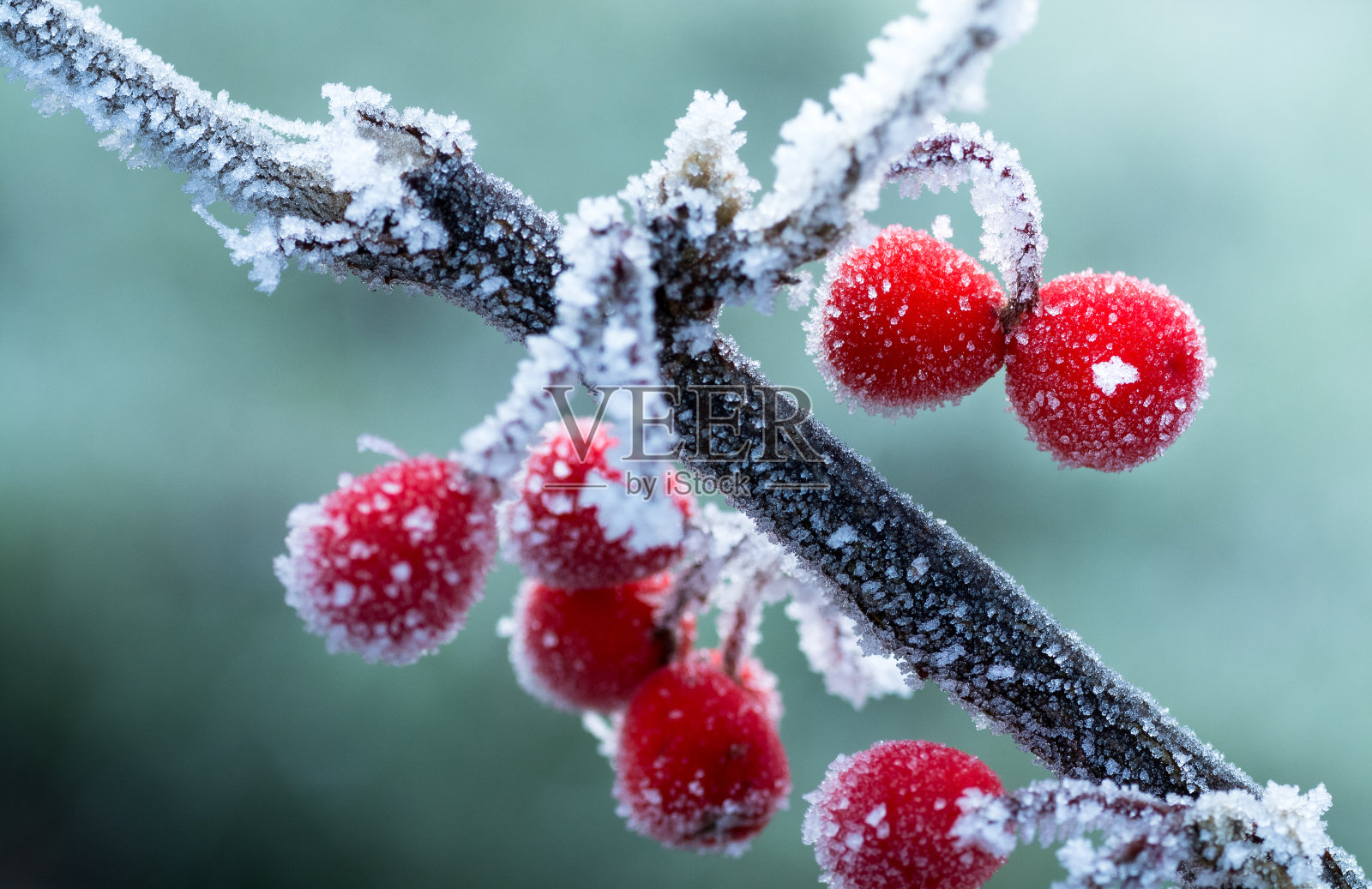 霜红浆果，冬季背景照片摄影图片