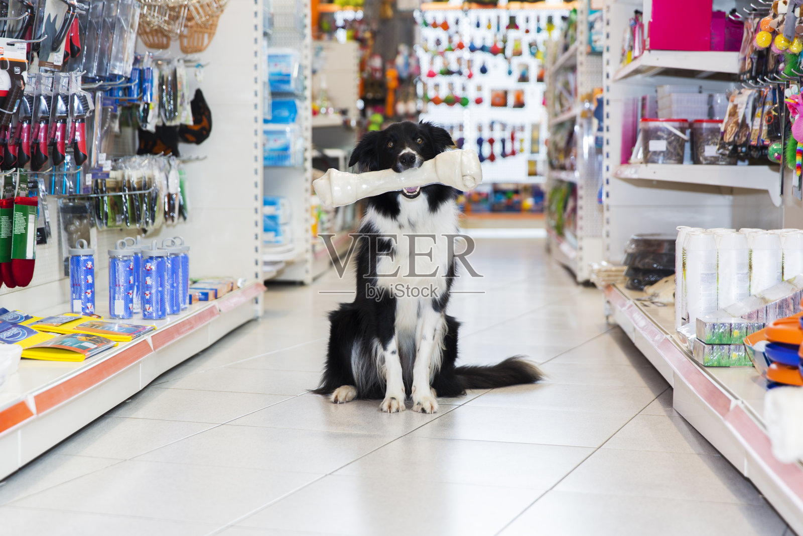 可爱的边境牧羊犬与大宠物骨头在宠物店照片摄影图片