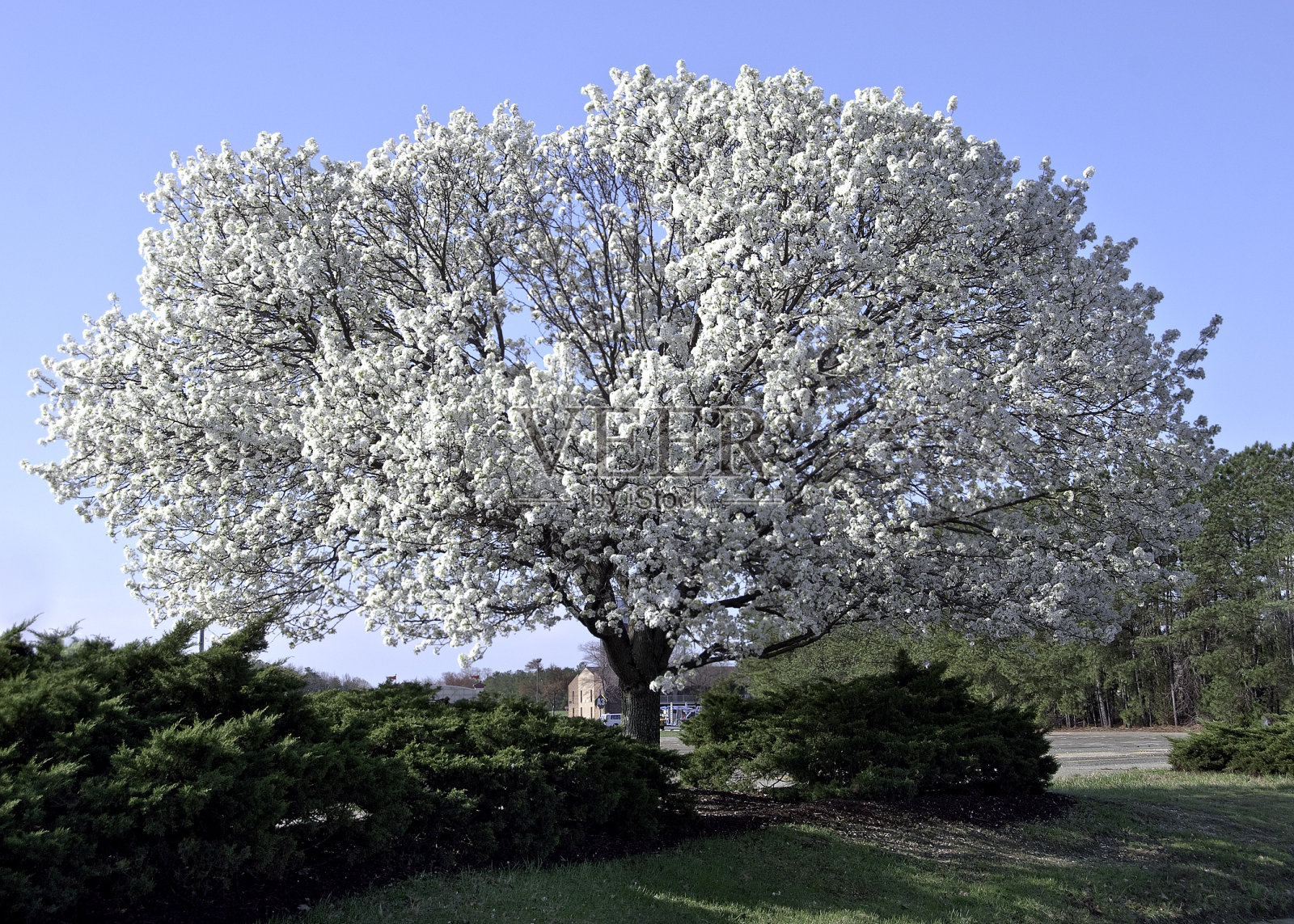 山茱萸树照片摄影图片