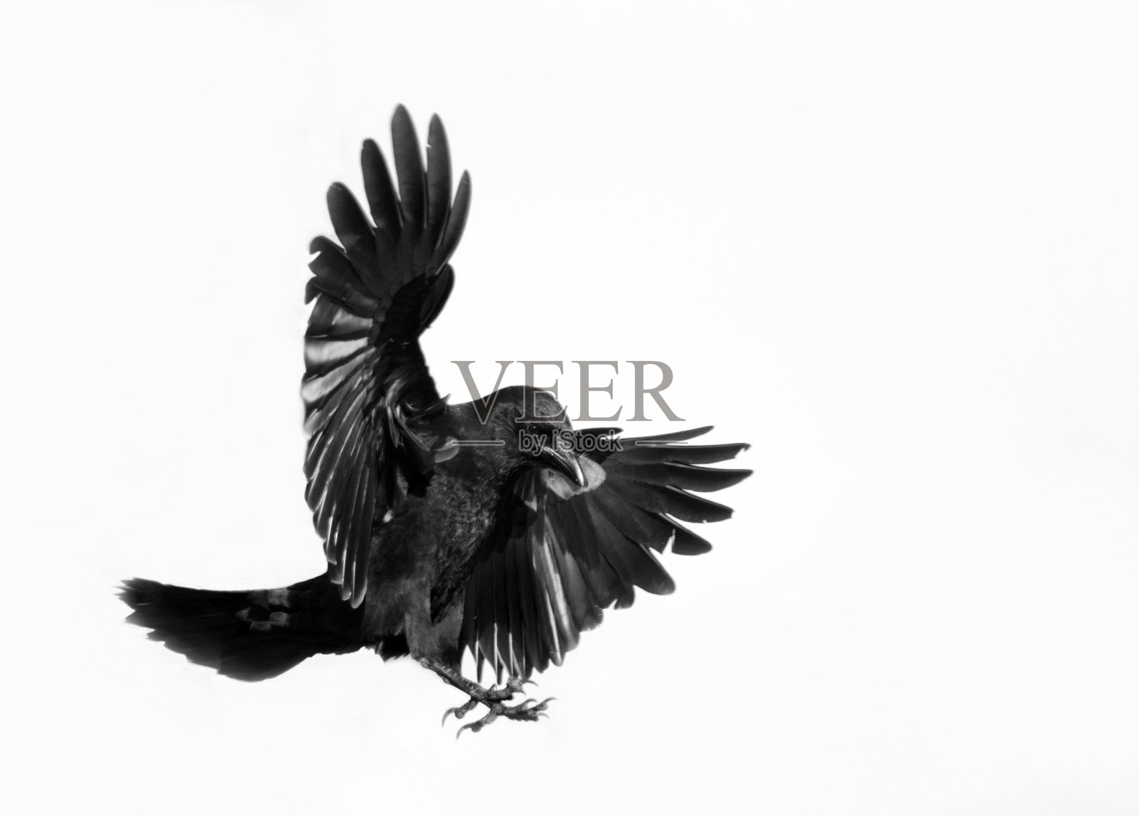 乌鸦在飞行-白色背景照片摄影图片