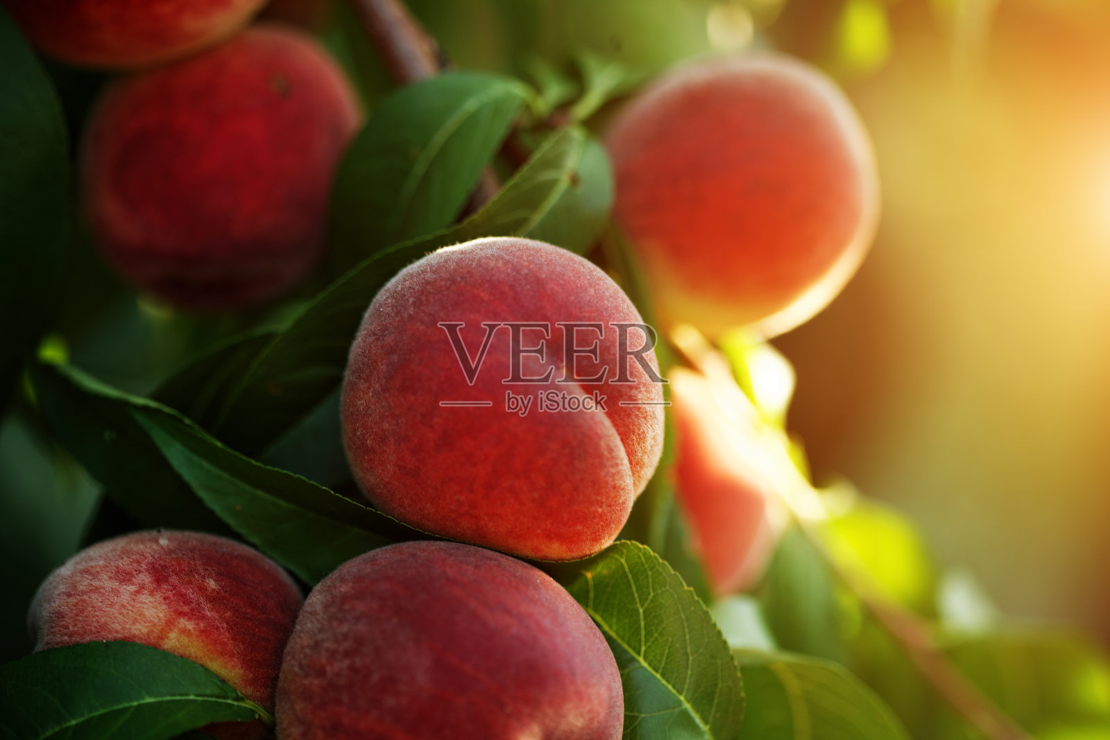 桃子的水果照片摄影图片