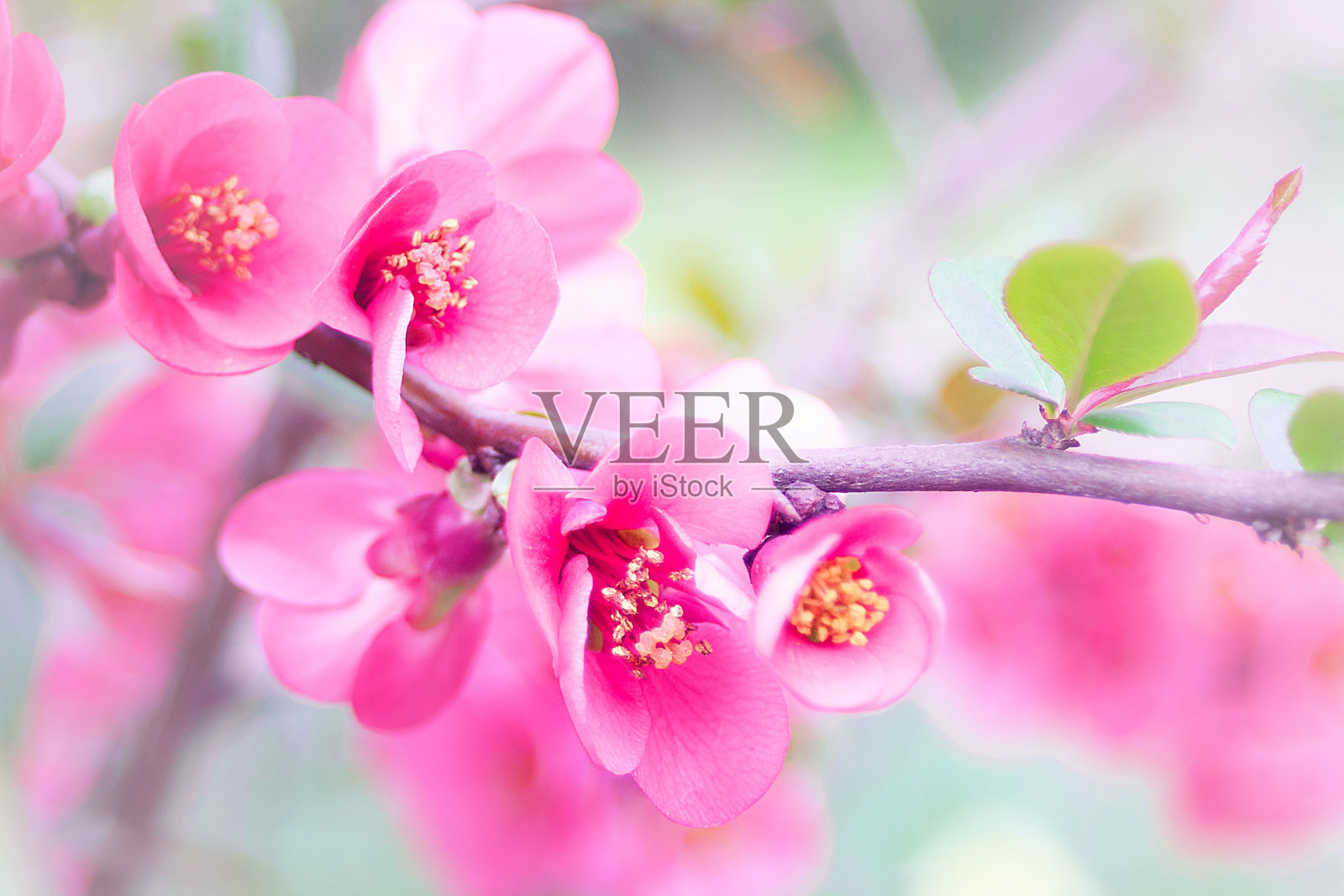 蜜蜂为温和的粉红色花朵传粉照片摄影图片