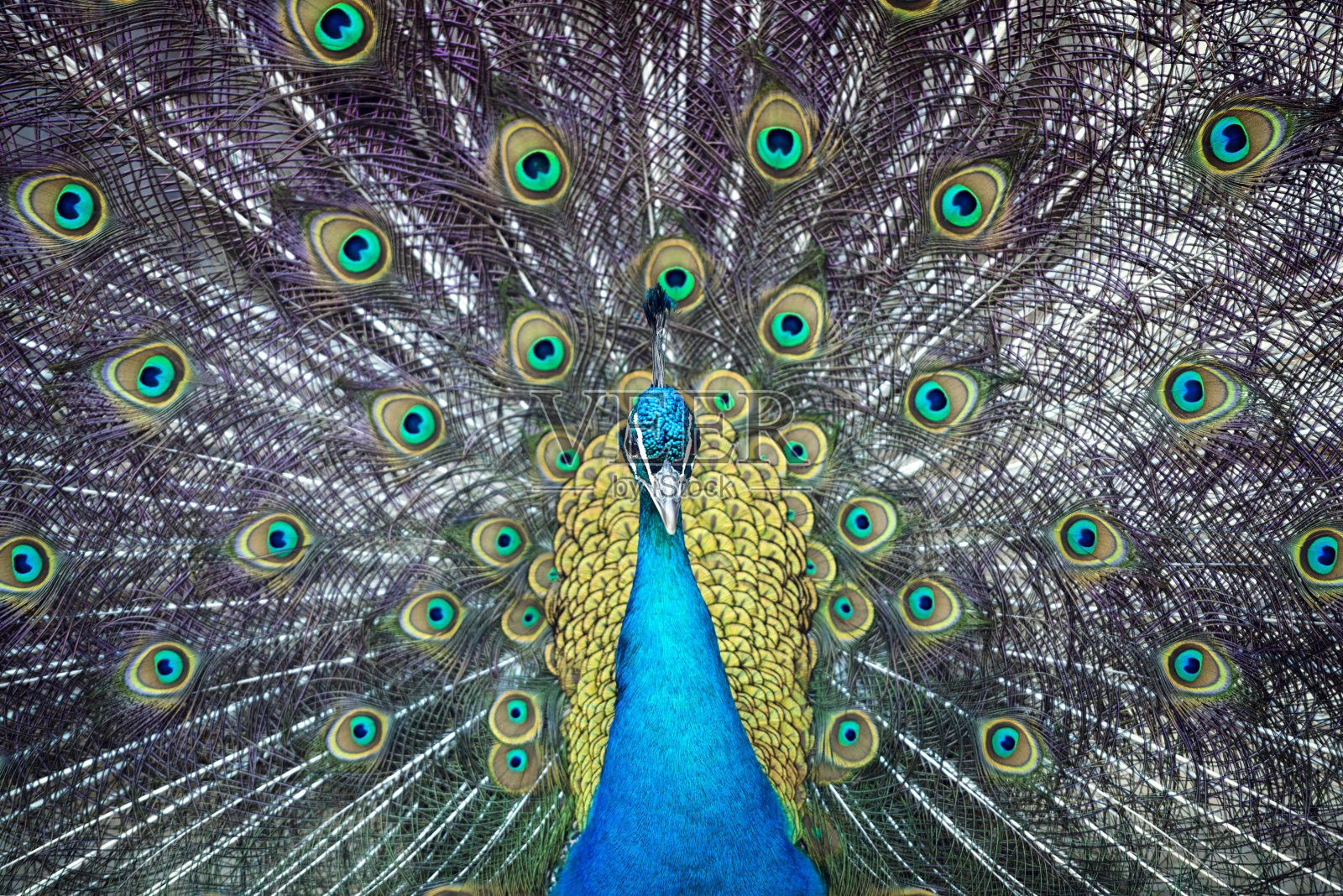 雄性孔雀长着美丽的羽毛照片摄影图片