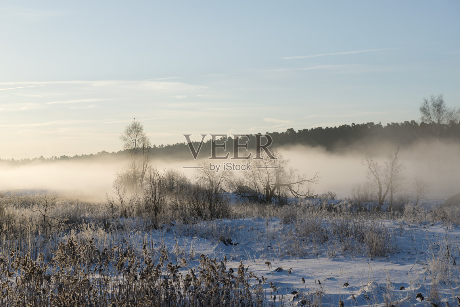 迷人的神秘雾蒙蒙的森林在一个寒冷的冬天早晨照片摄影图片