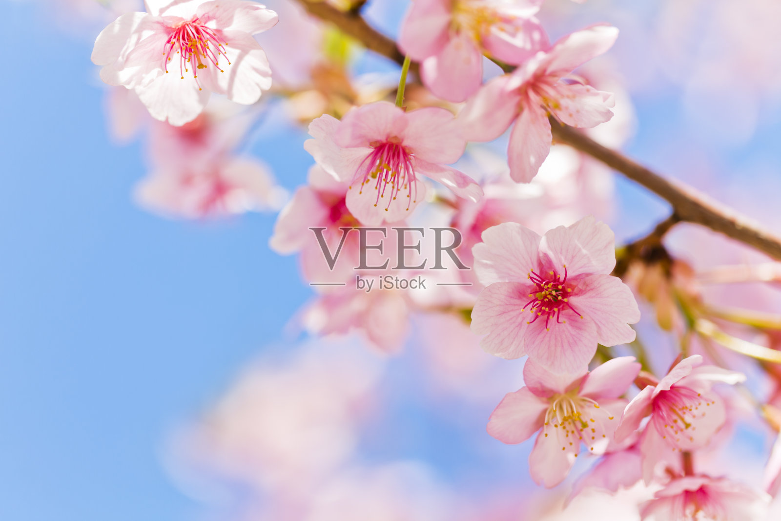 粉红色的樱花映衬着湛蓝的天空照片摄影图片