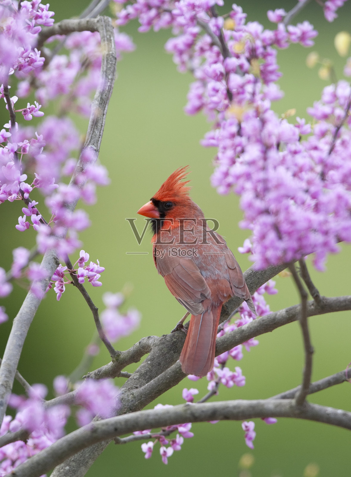 Songbird在春天照片摄影图片