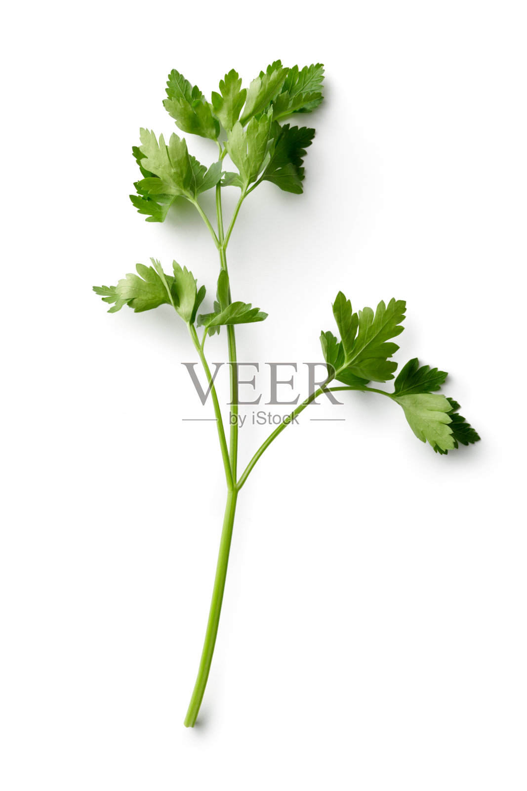 新鲜香草:白色背景下孤立的芹菜照片摄影图片