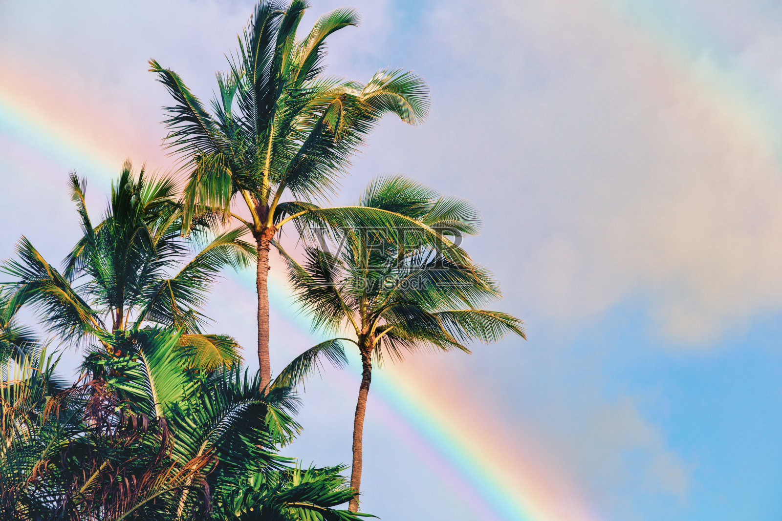 棕榈树和双彩虹照片摄影图片