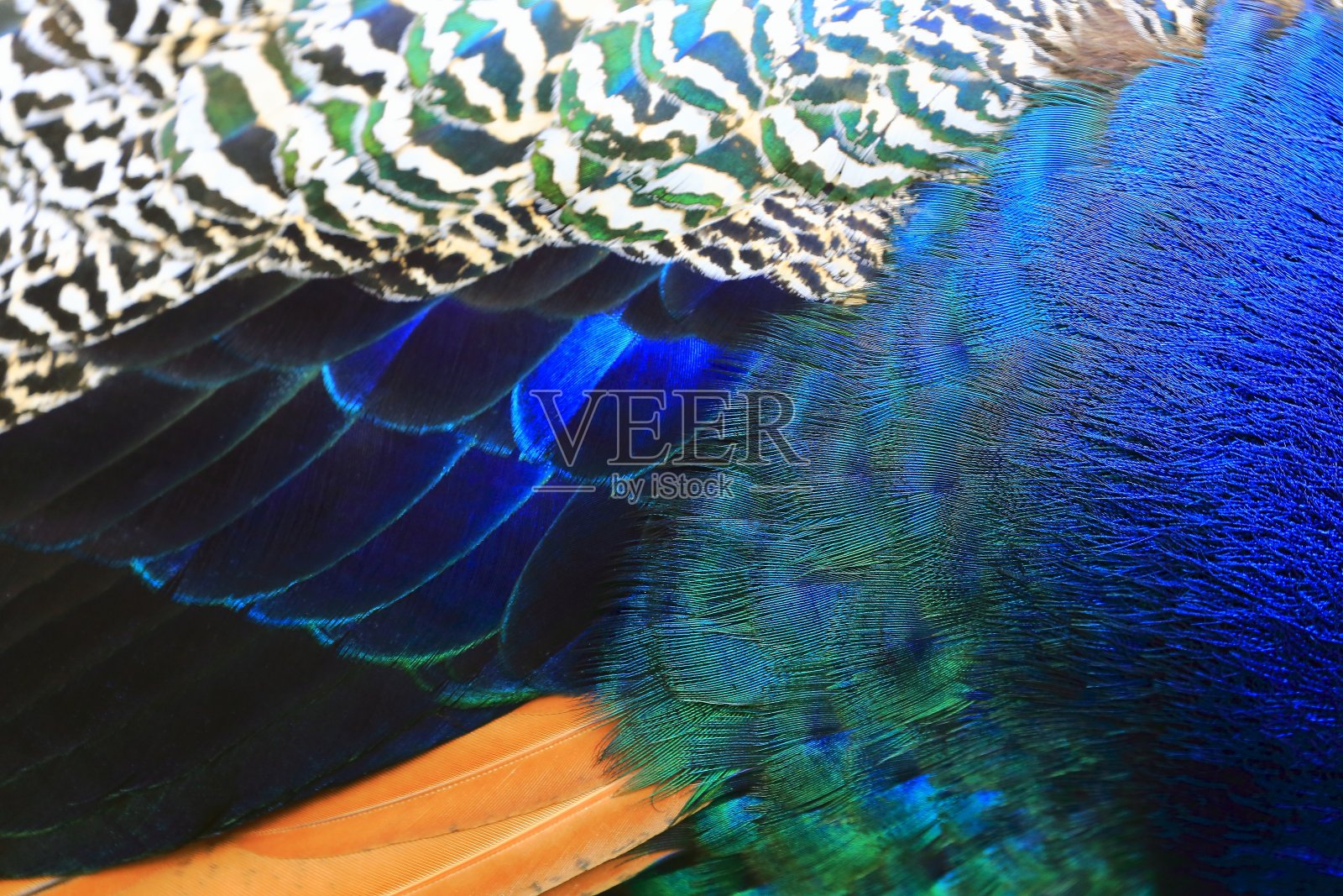 奇异的蓝色，绿色和条纹背景纹理，孔雀鸟的羽毛照片摄影图片