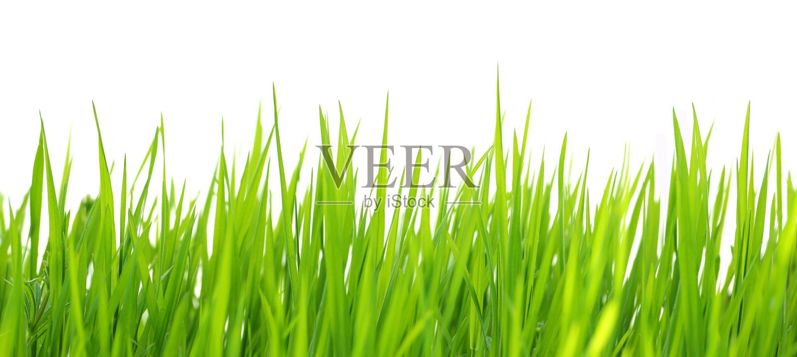 绿草孤立在白色的背景照片摄影图片