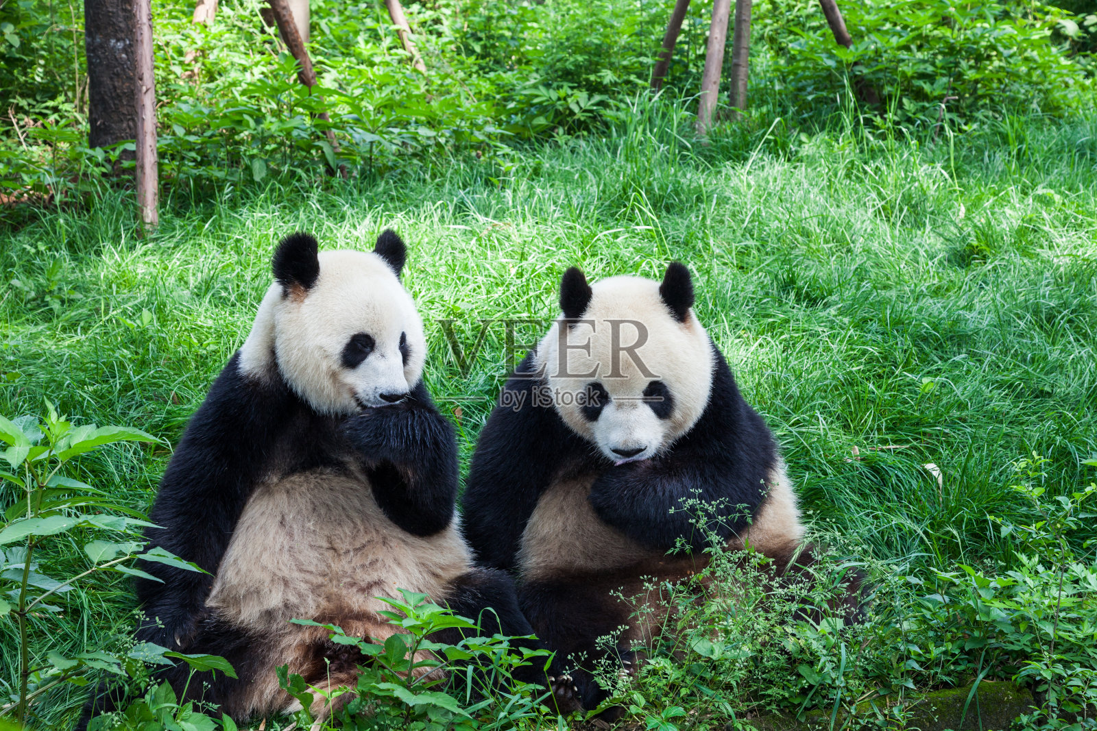 两只大熊猫在一起玩-成都，四川省，中国照片摄影图片