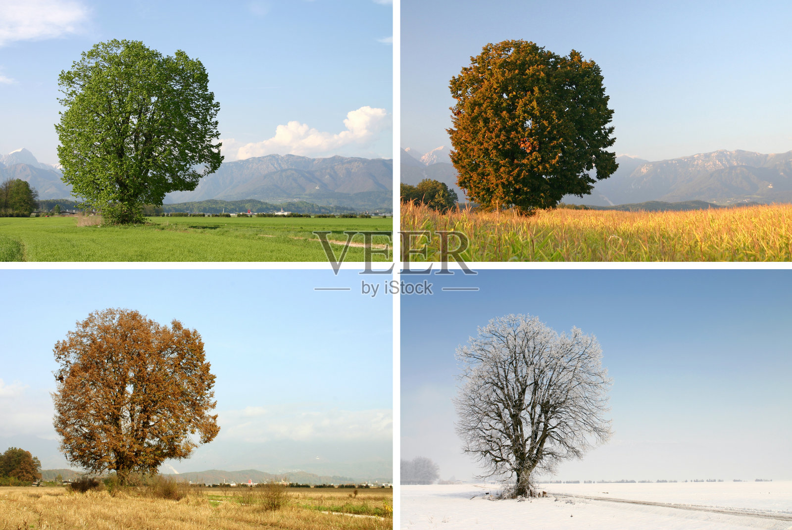 四个季节照片摄影图片
