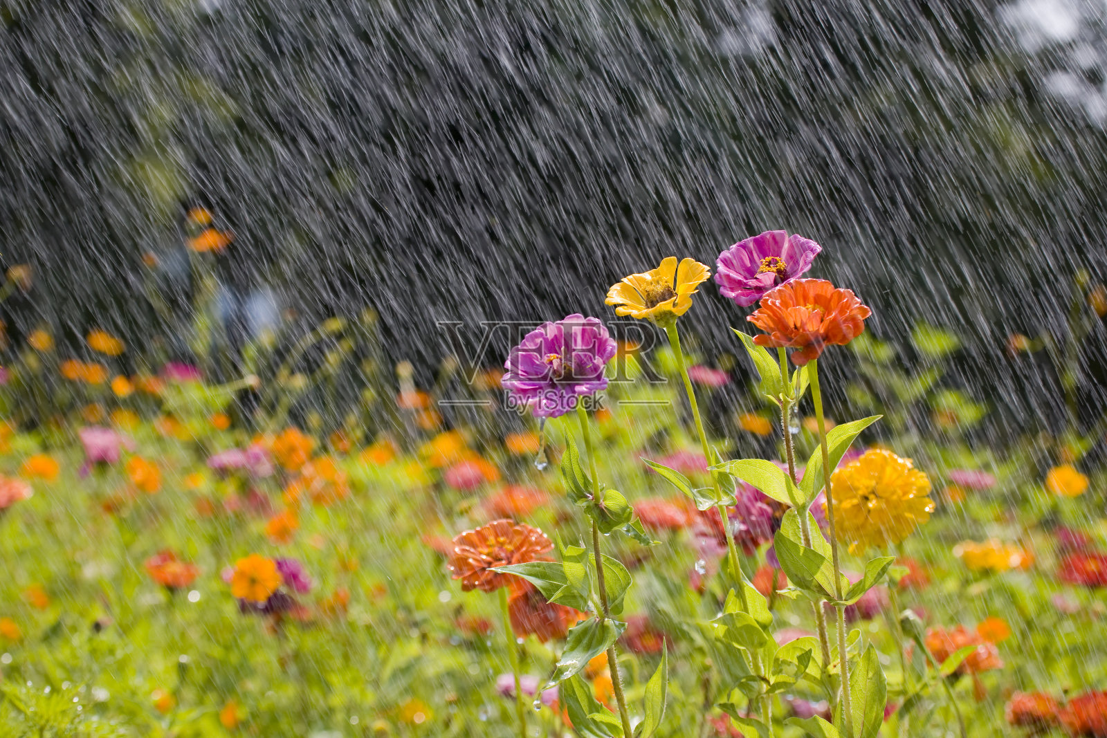 夏雨在五彩缤纷的花海中照片摄影图片
