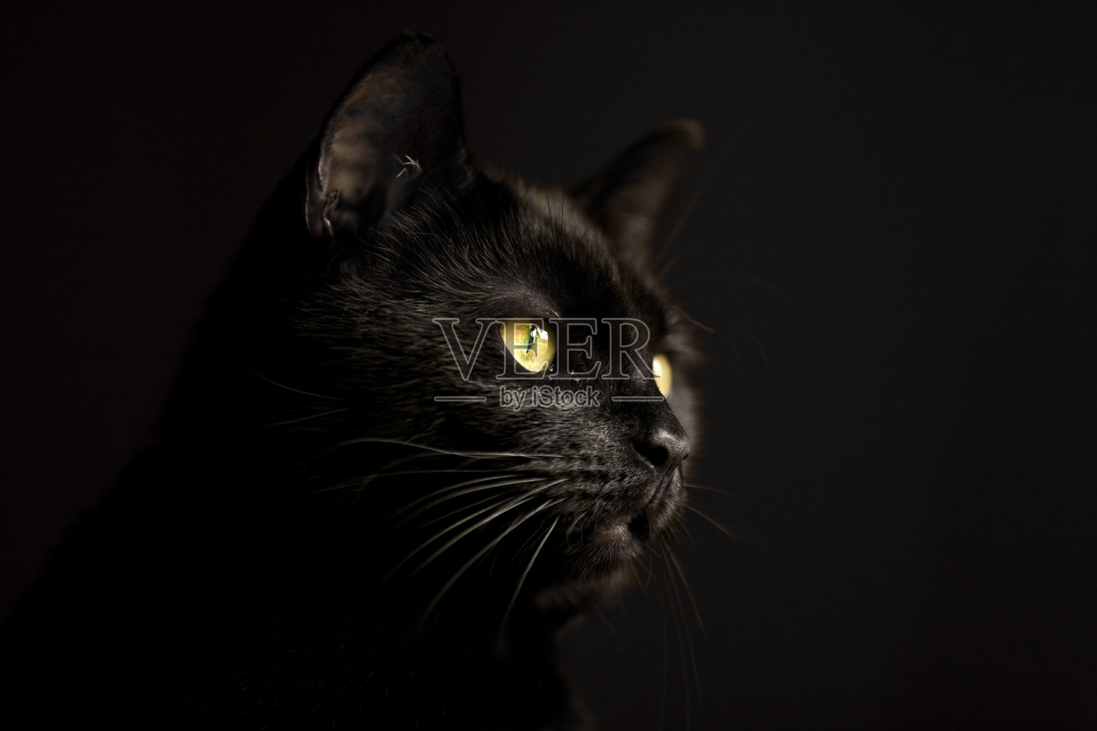黑猫在黑暗中照片摄影图片