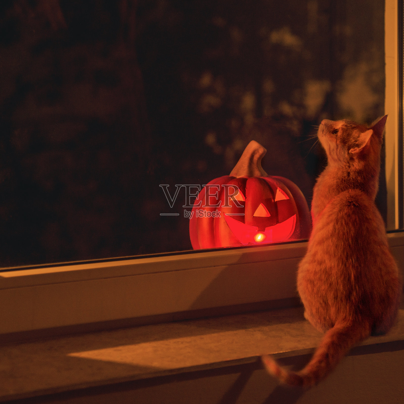 猫和万圣节南瓜发光，站在窗台上照片摄影图片