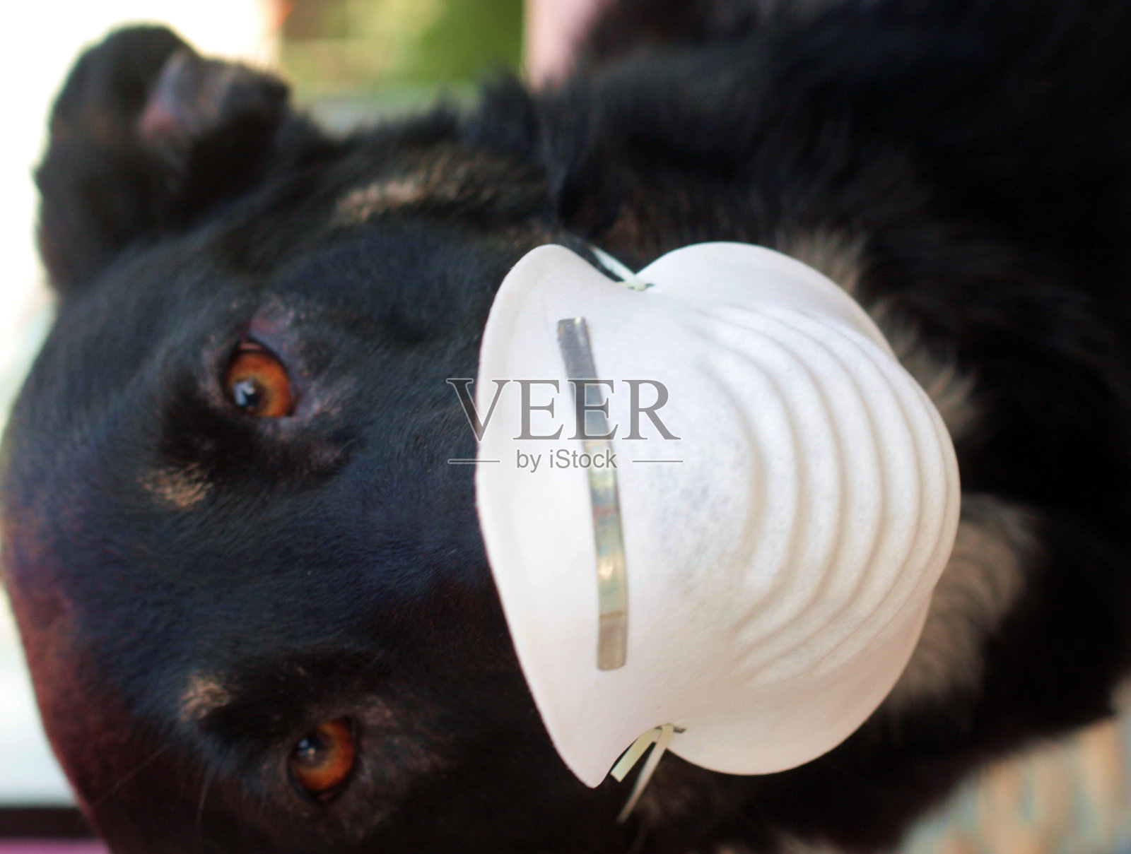 猪流感/埃博拉恐慌-戴口罩的狗照片摄影图片