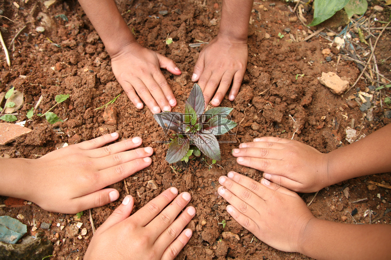 孩子们在花园里种植幼苗植物。环境保护。照片摄影图片