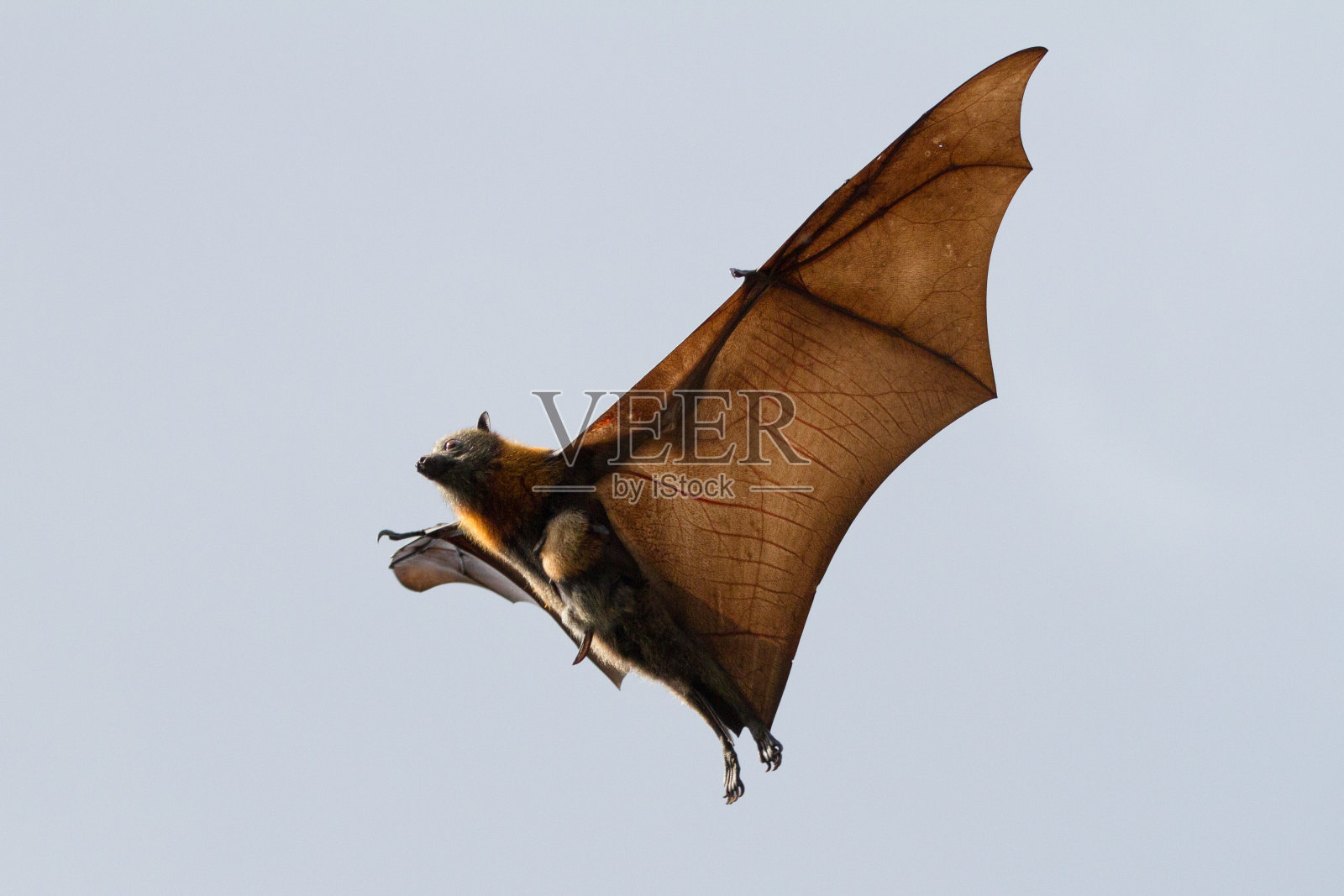 翅膀下的小蝙蝠照片摄影图片