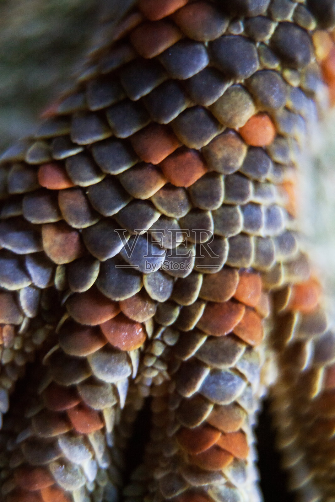 蛤蚧壁虎的脚照片摄影图片