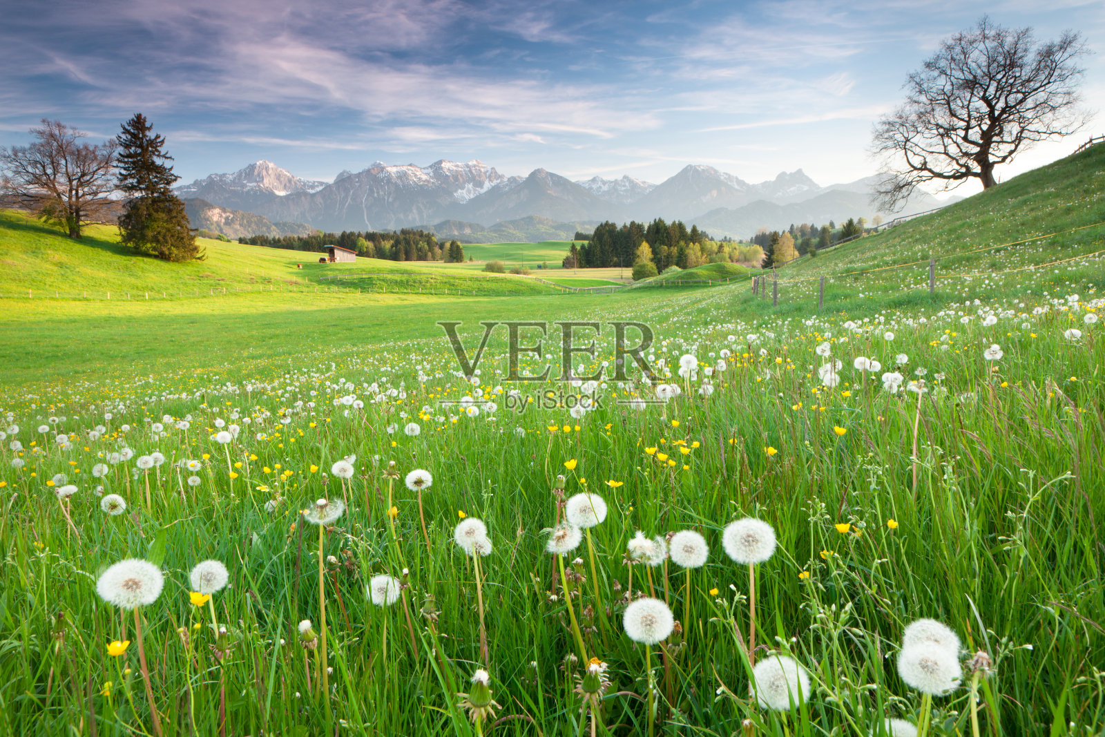巴伐利亚春天的草地上有老橡树照片摄影图片
