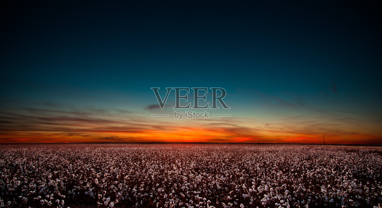 日落时分德克萨斯州西部的棉花田照片摄影图片
